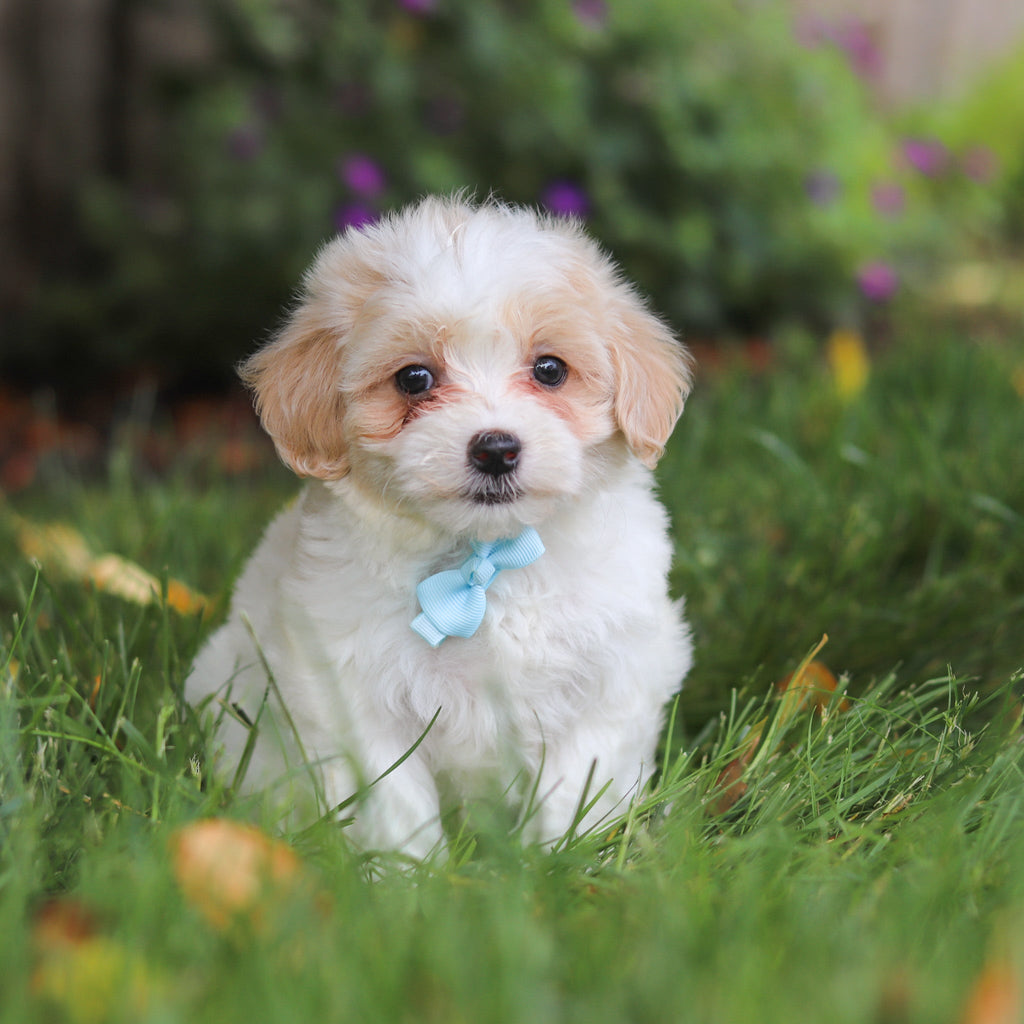 Darwin - Available Now