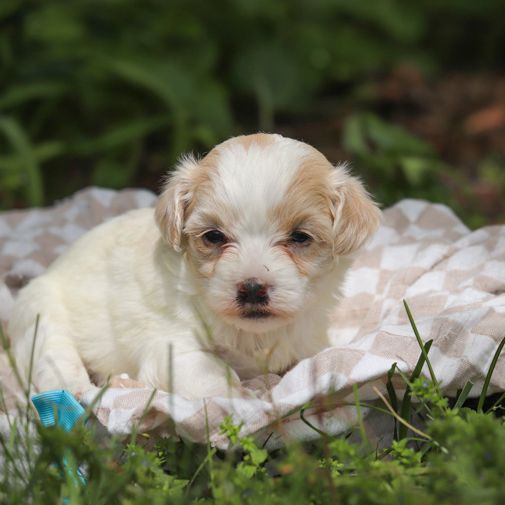 Darwin - Available Now