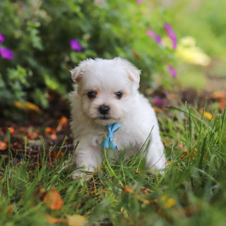 Muffin - Available Now