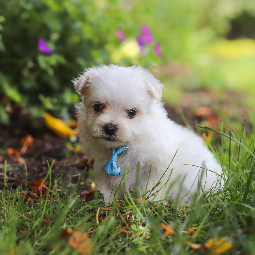 Muffin - Available Now