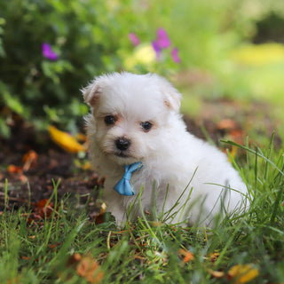 Muffin - Available Now