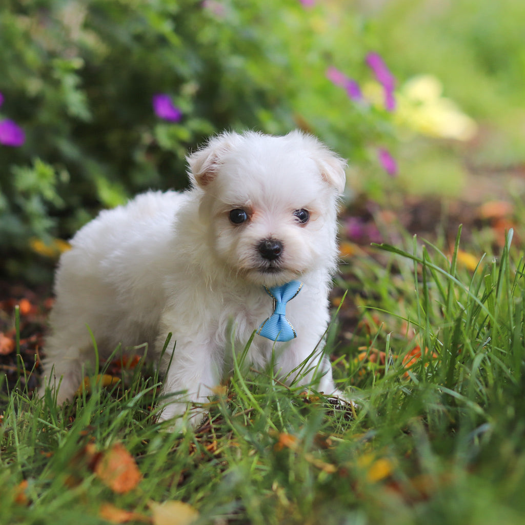 Muffin - Available Now