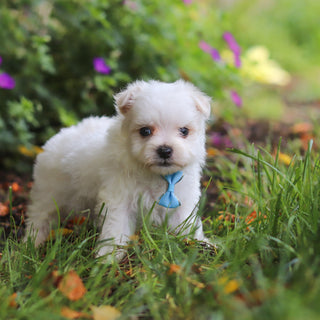 Muffin - Available Now
