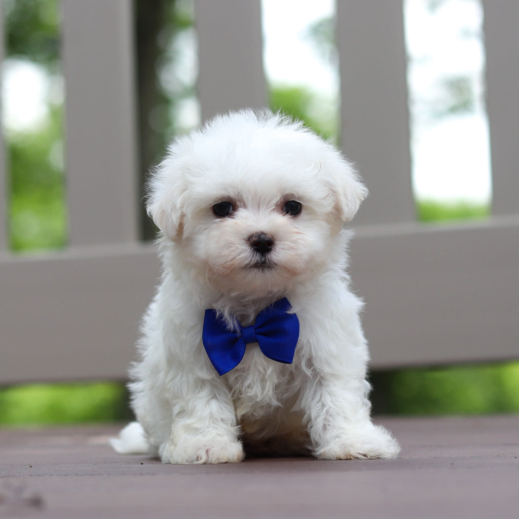 Monty - Available Now