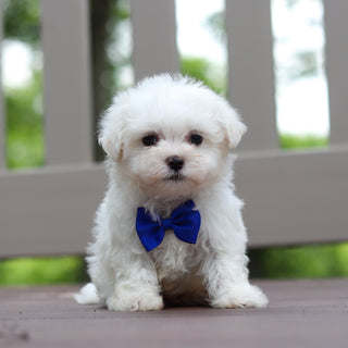 Monty - Available 6/18