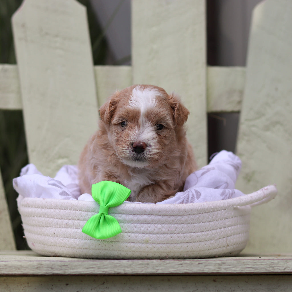 Alfie - Available 8/6