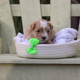 Alfie - Available 8/6