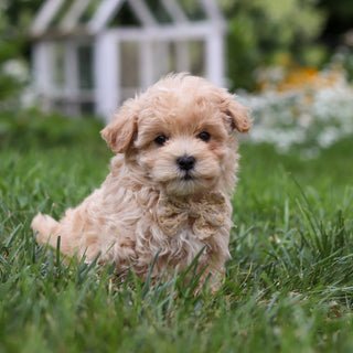 Arlo - Available 8/6