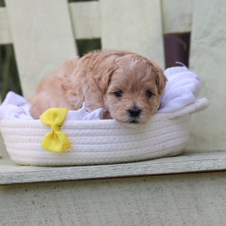 Arlo - Available 8/6