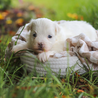 Sheldon - Available Now
