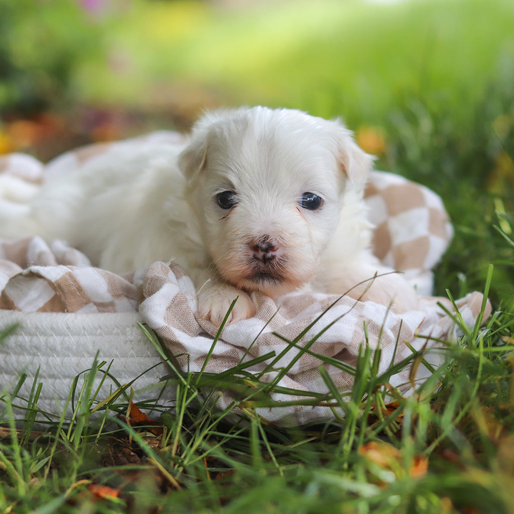 Sheldon - Available 7/2