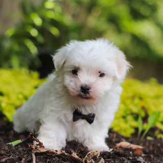 Sheldon - Available Now