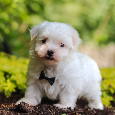 Sheldon - Available 7/2