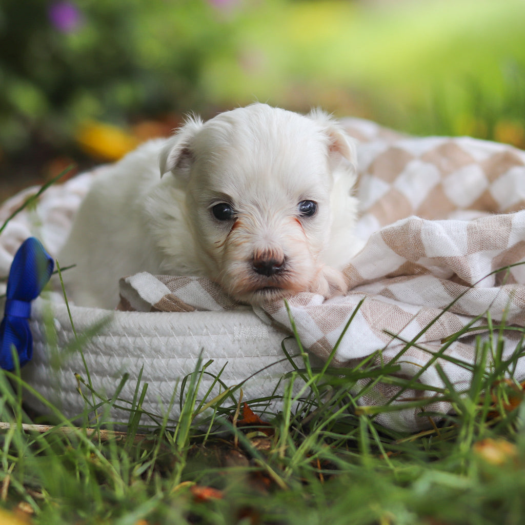 Shep - Available 7/2