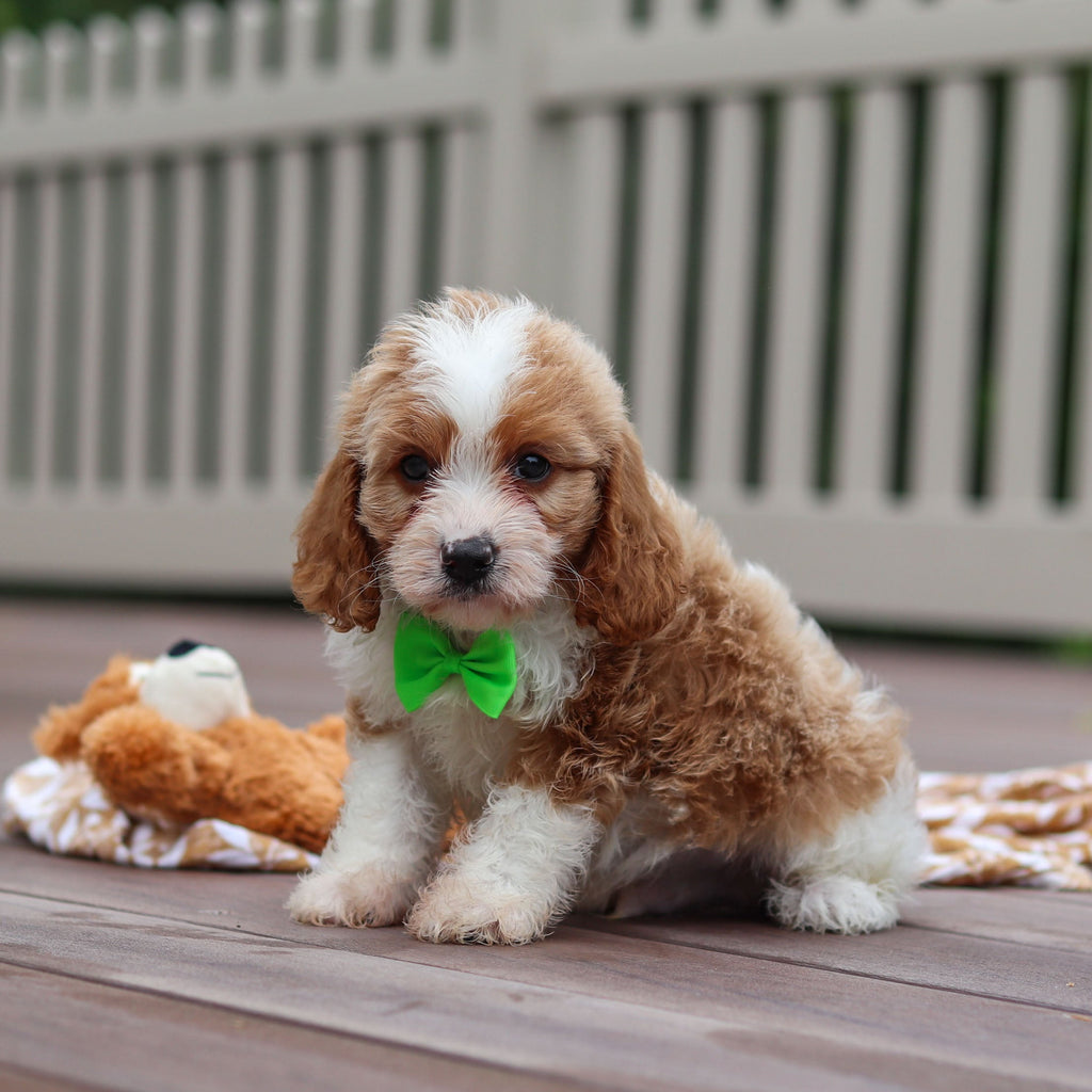 Fisher - Available 7/9