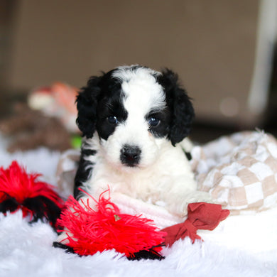 Leroy - Available 5/21