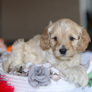 Levi - Available 5/21