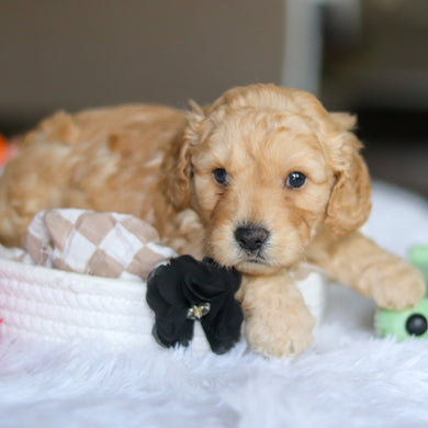 Linus - Available 5/21