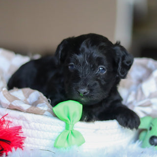 Casey - Available Now