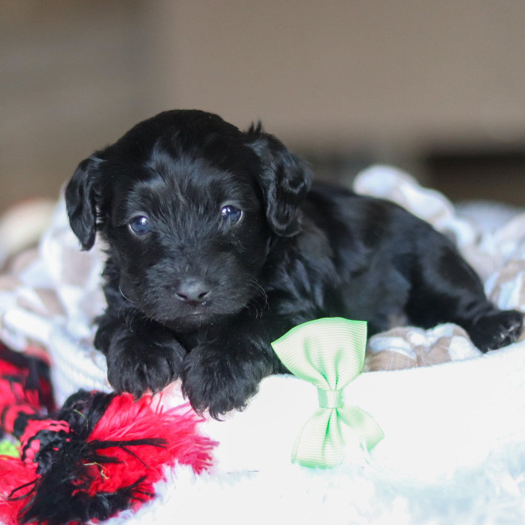 Casey - Available 5/28