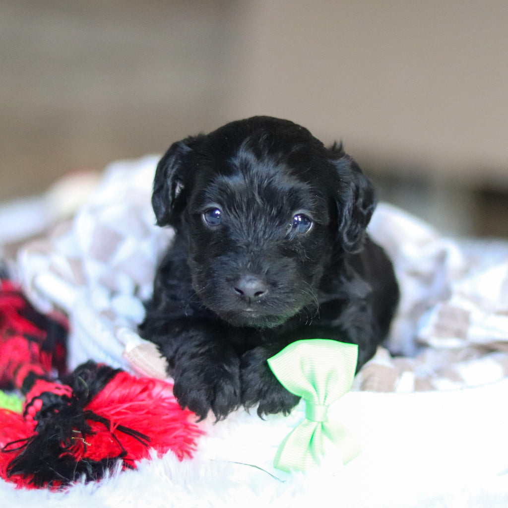 Casey - Available Now