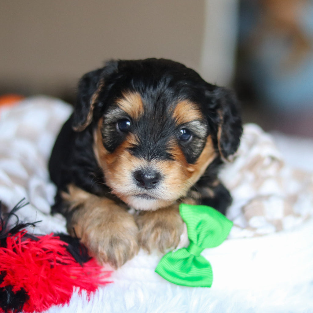 Chester - Available Now