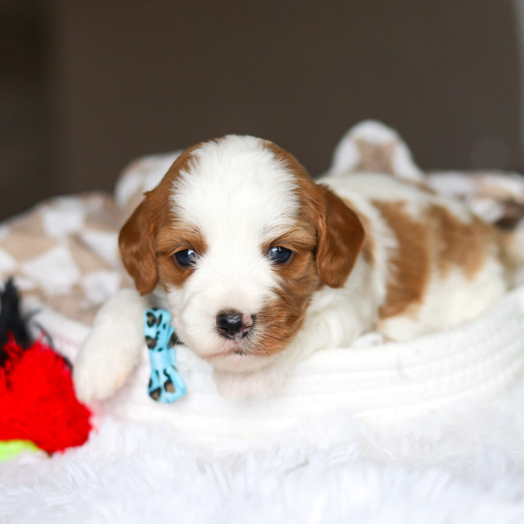 Dash - Available 6/5