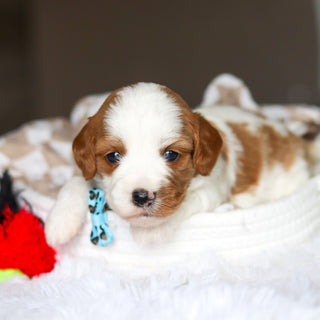 Dash - Available 6/4