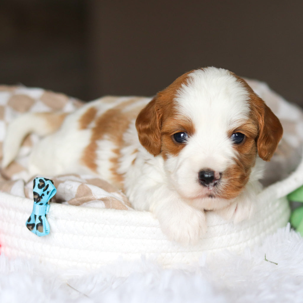 Dash - Available 6/5