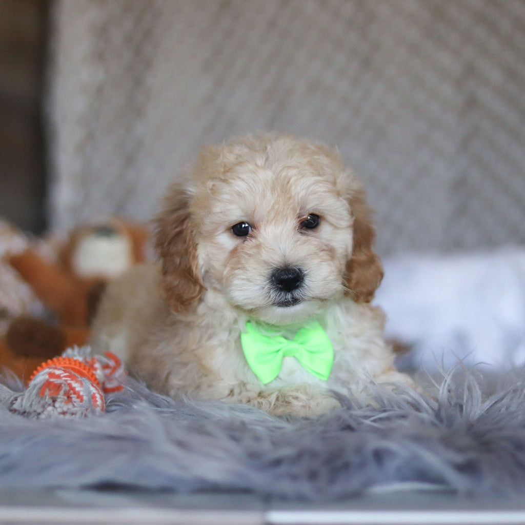 Tyson - Available Now