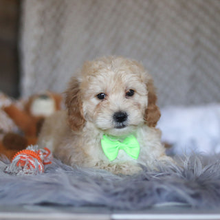 Tyson - Available Now