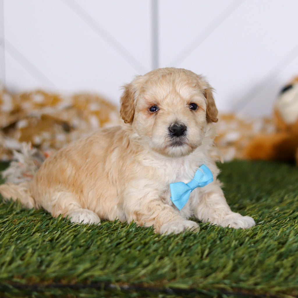 Tyson - Available Now