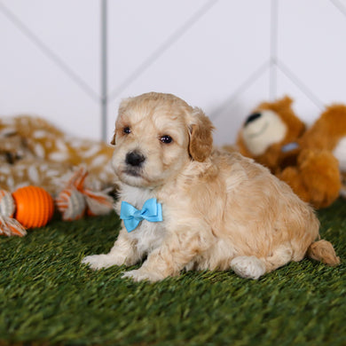 Tyson - Available 4/23