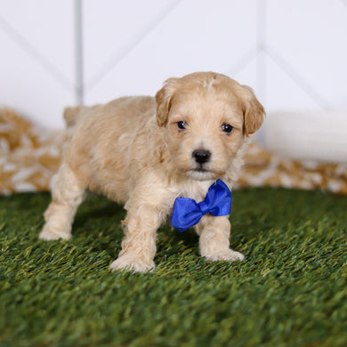 Tommy - Available 4/23