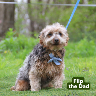 Grace - Available 12/17