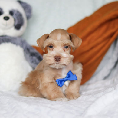 Sage - Available 3/19