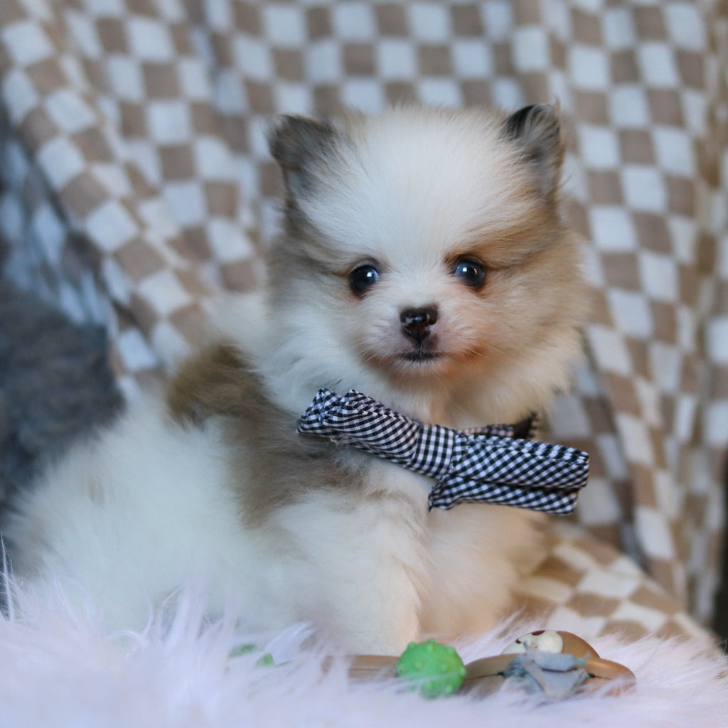 Milo - Available 3/26