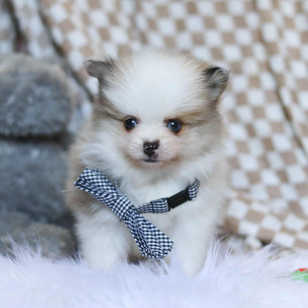 Milo - Available 3/26