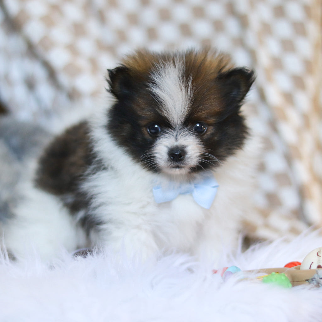 Bear - Available 3/26