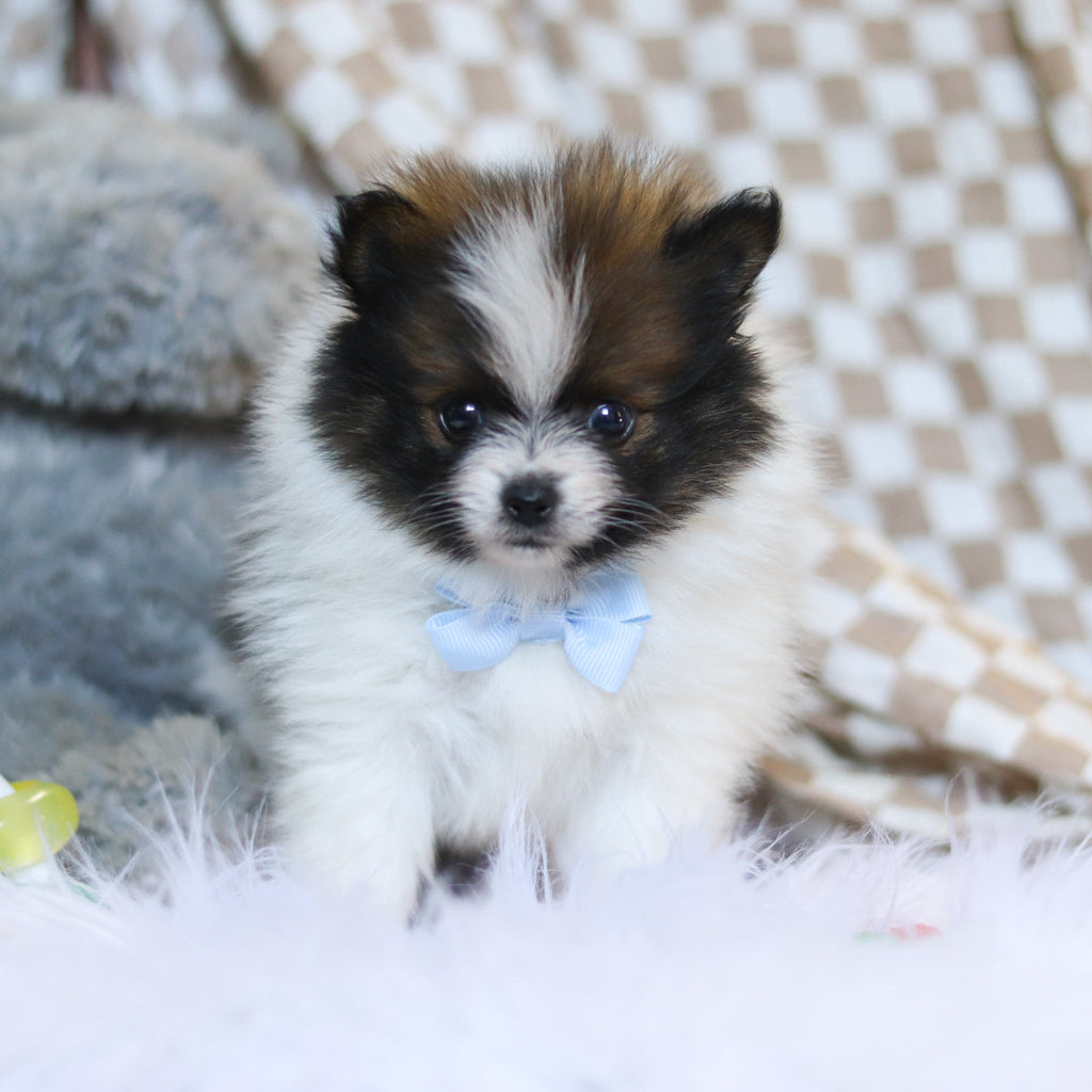 Bear - Available 3/26