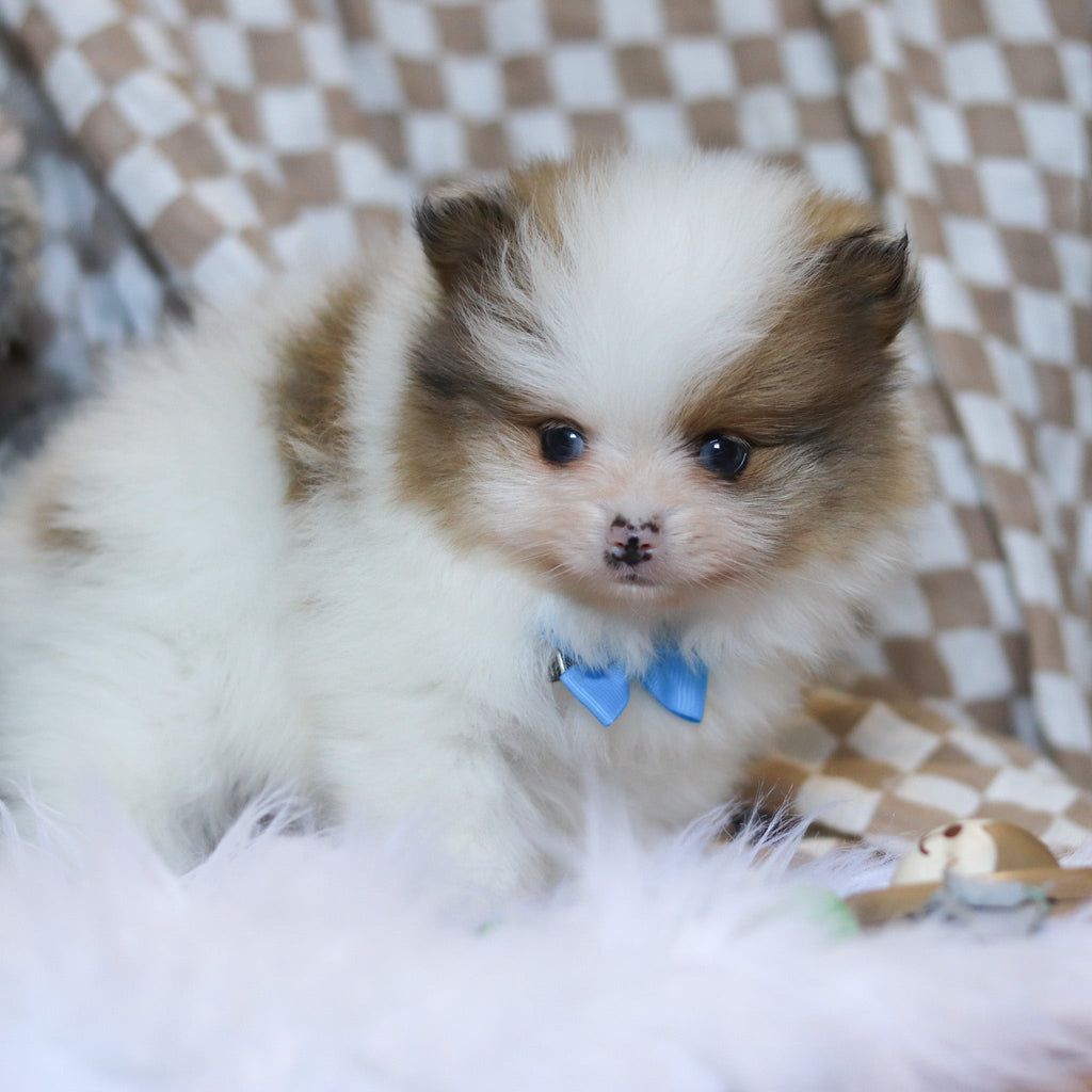 Louie - Available 3/26