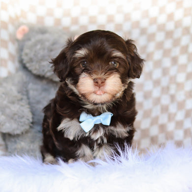 Goose - Available 4/9