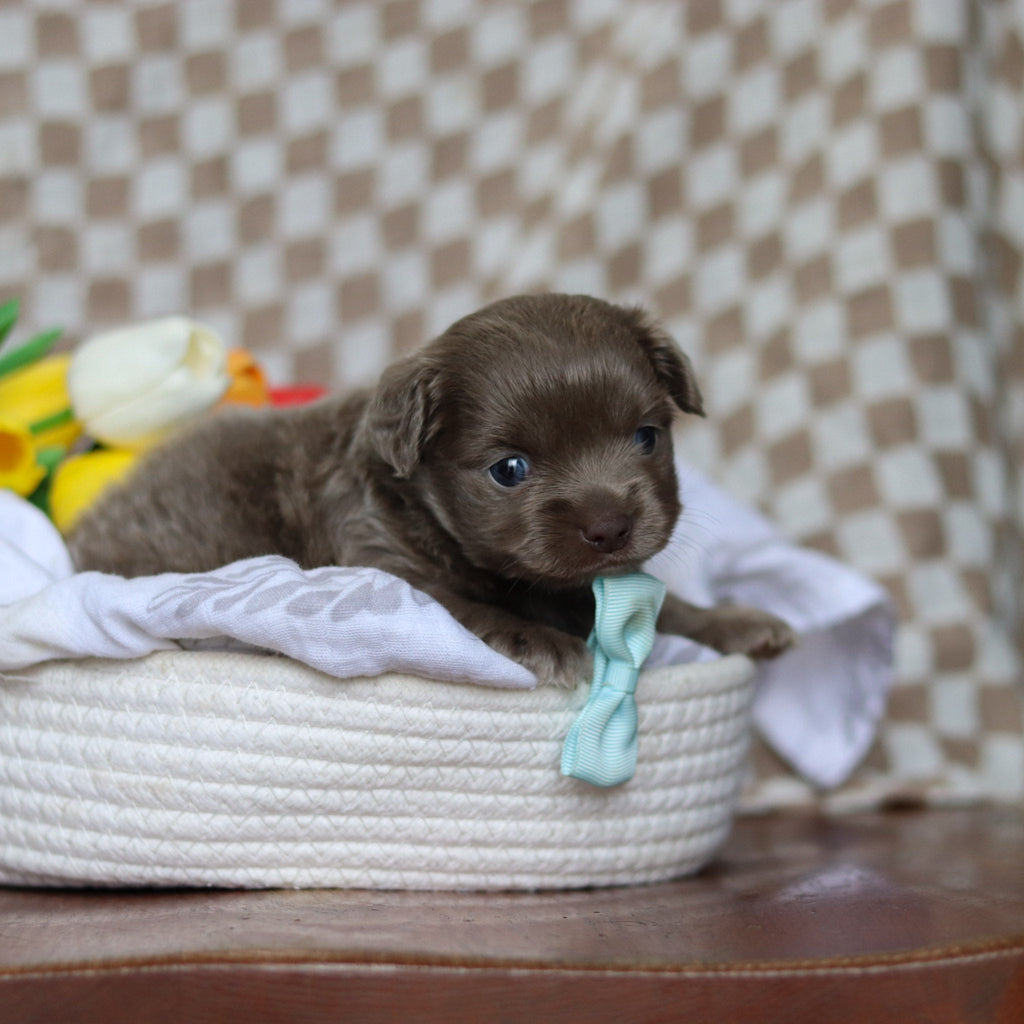 Gizmo - Available Now