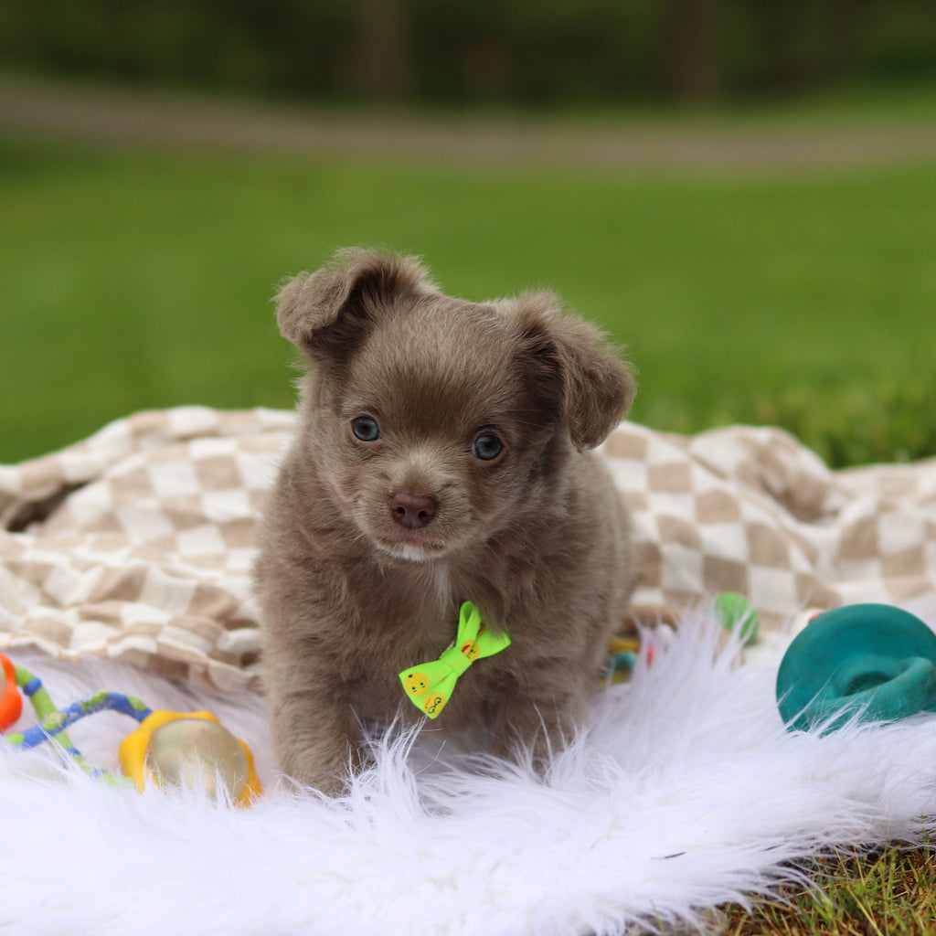 Gizmo - Available 5/14
