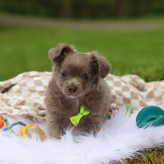 Gizmo - Available Now
