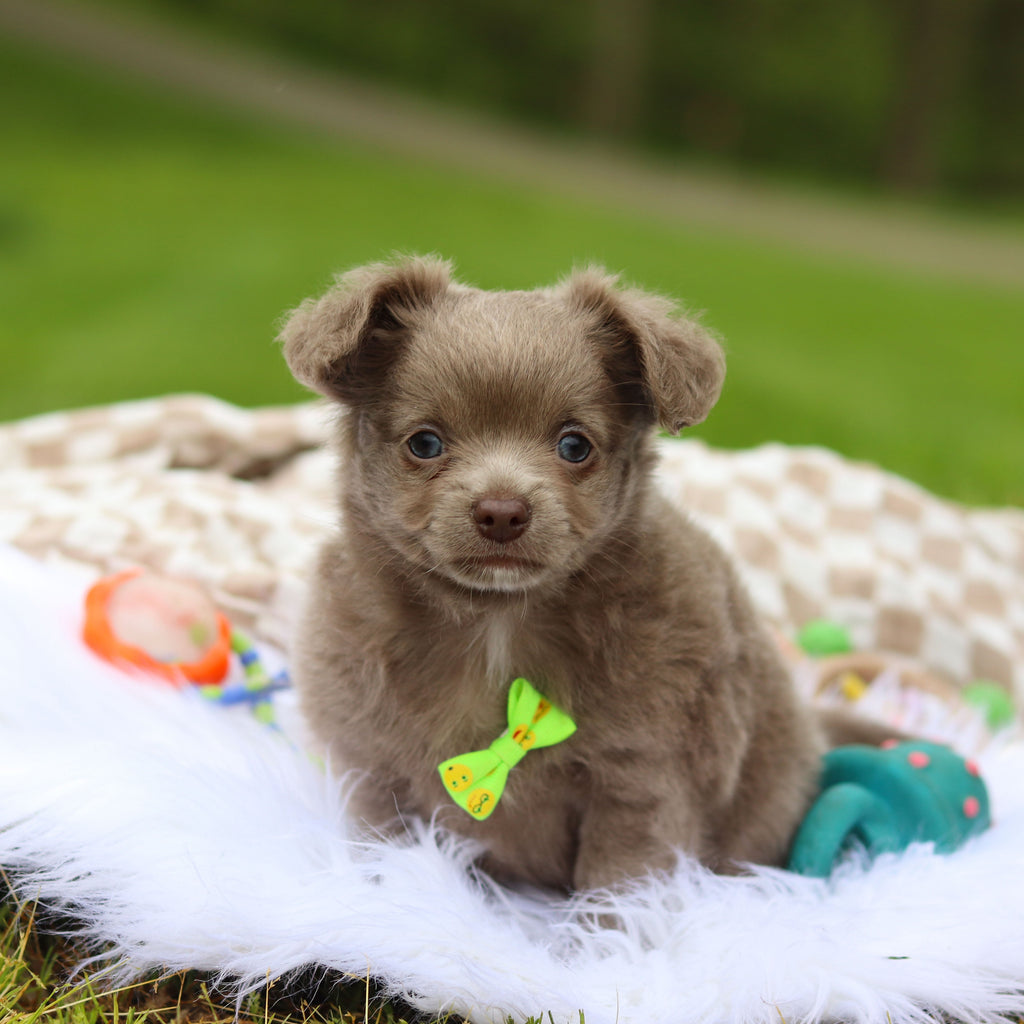 Gizmo - Available Now