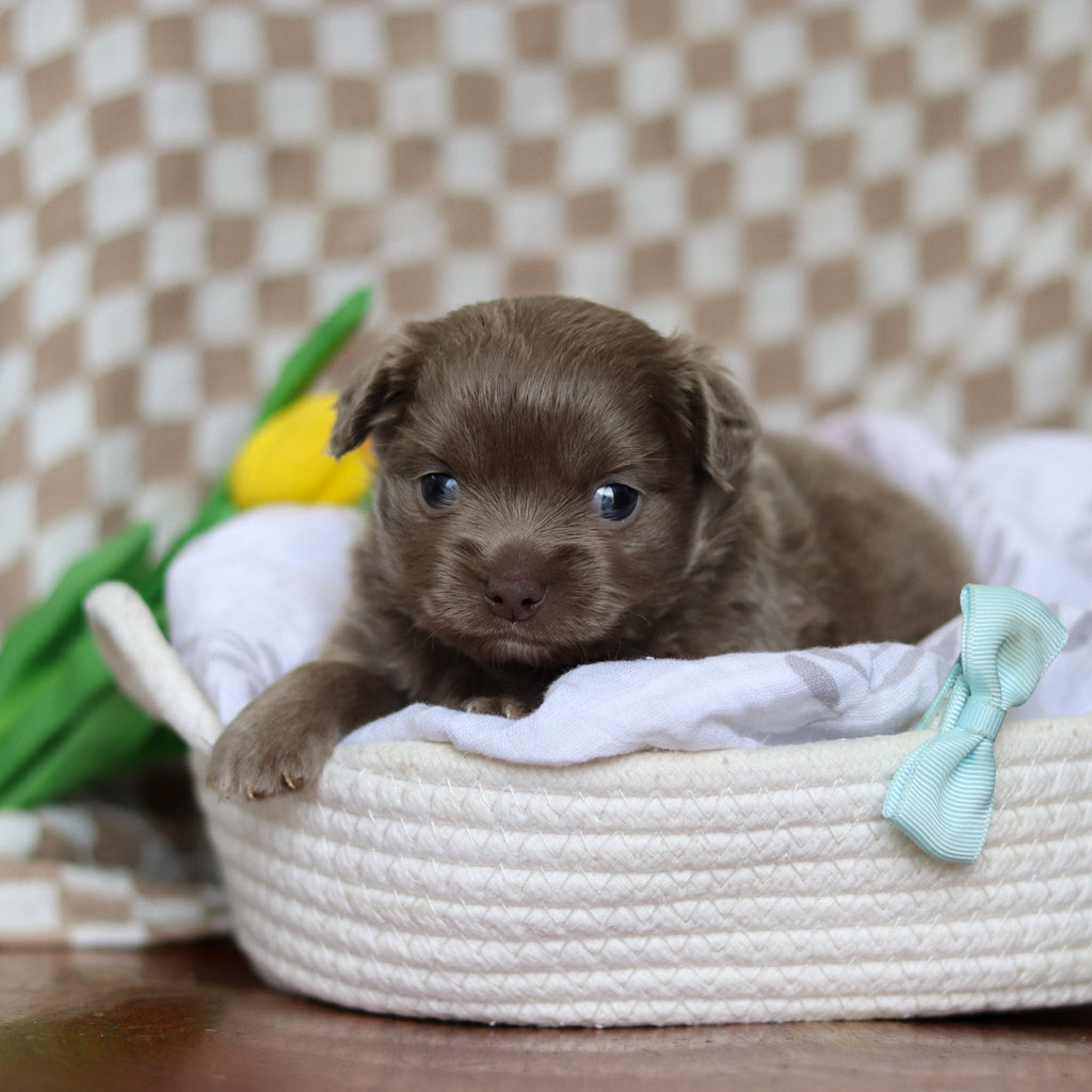 Gizmo - Available Now