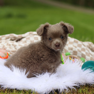 Gizmo - Available 5/14