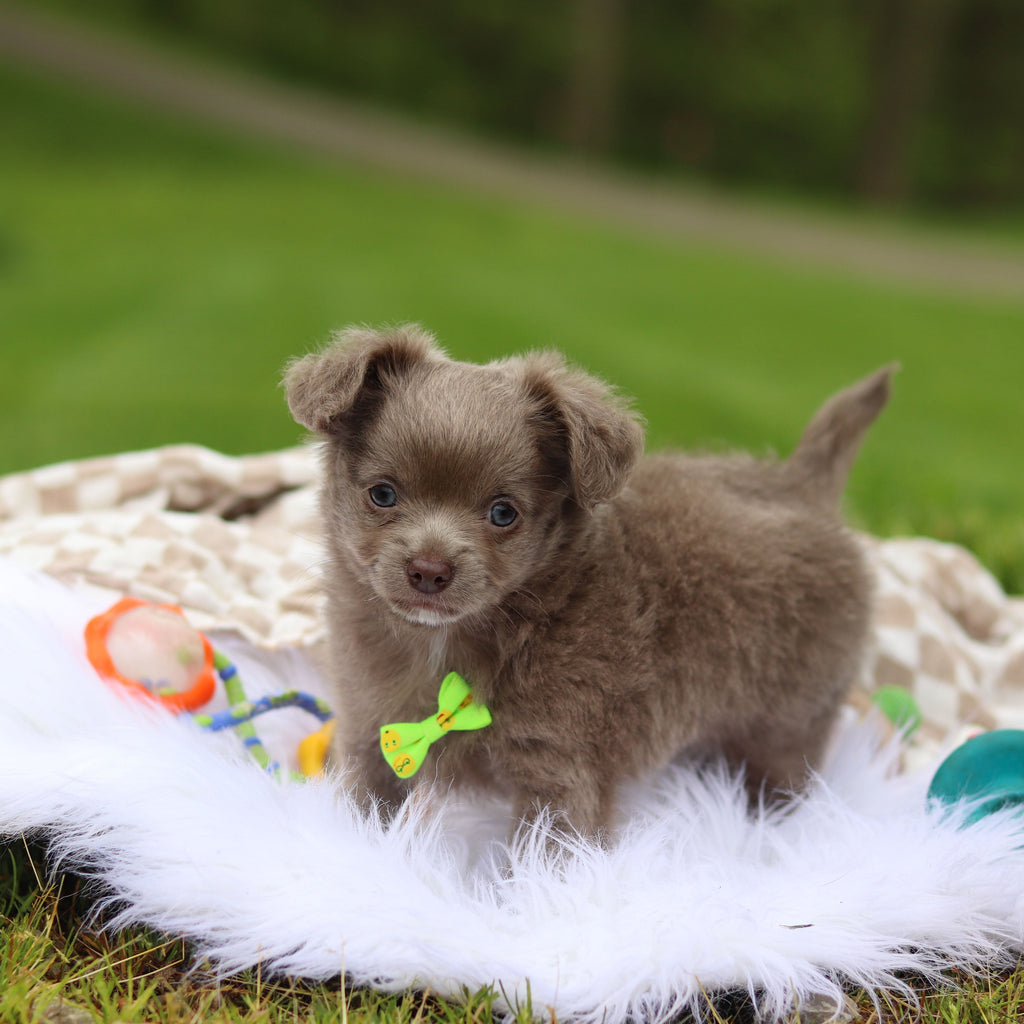 Gizmo - Available 5/14