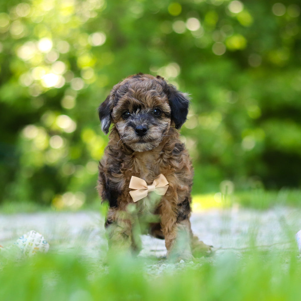 Fenway - Available Now
